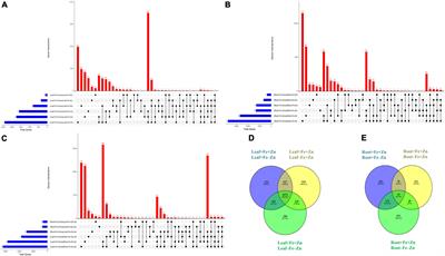 Identification of iron and zinc responsive genes in pearl millet using genome-wide RNA-sequencing approach